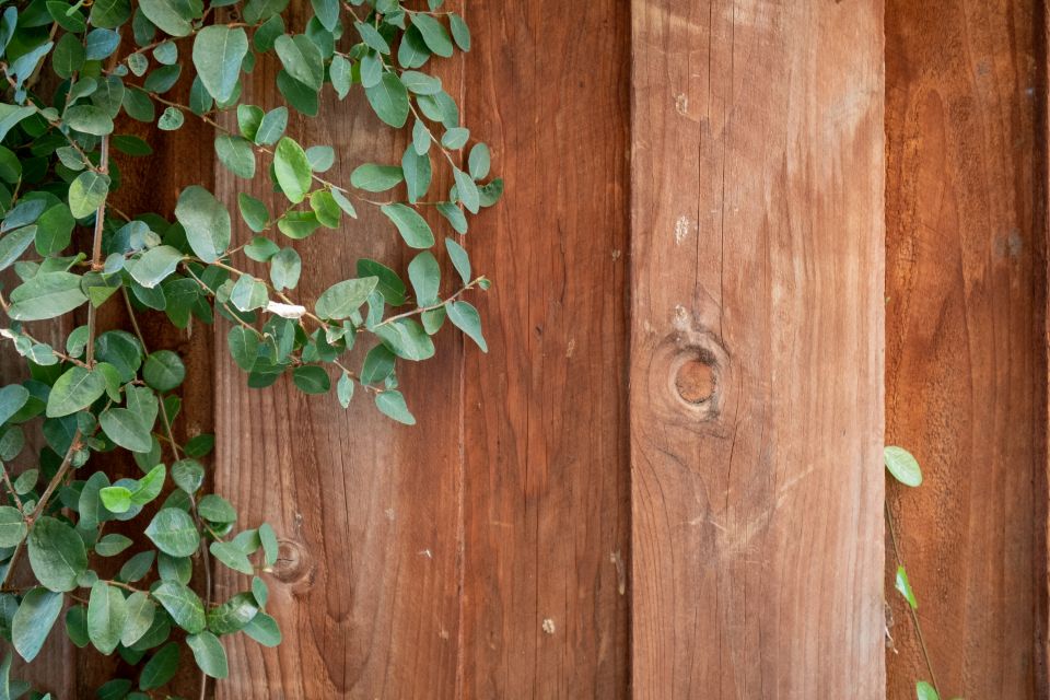 Close-up of cedar fence boards with ivy