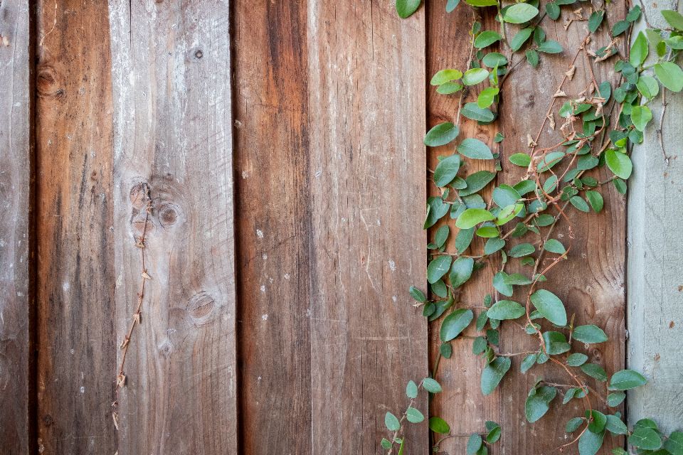 Weathered wooden fence with ivy
